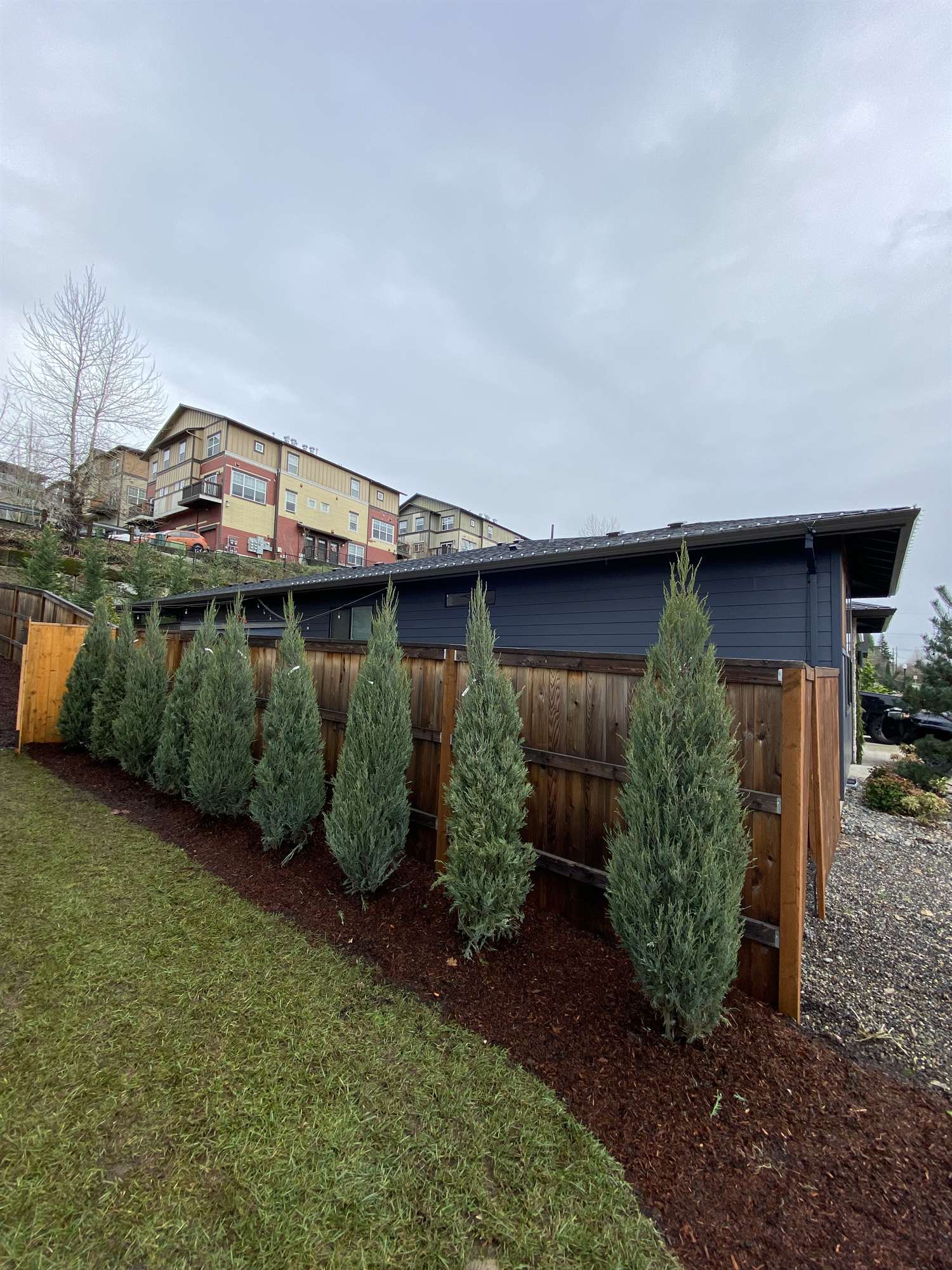 Arborvitae hedge thriving in amended, freshly mulched beds along a property line