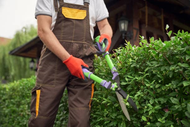 Skilled landscaper using shears to craft a beautiful outdoor space Skilled landscaper using shears to craft a beautiful outdoor space