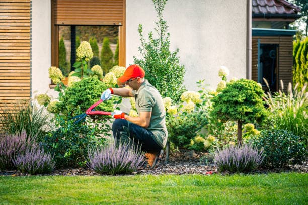 Skilled landscaper shaping and maintaining beautiful residential garden Skilled landscaper shaping and maintaining beautiful residential garden