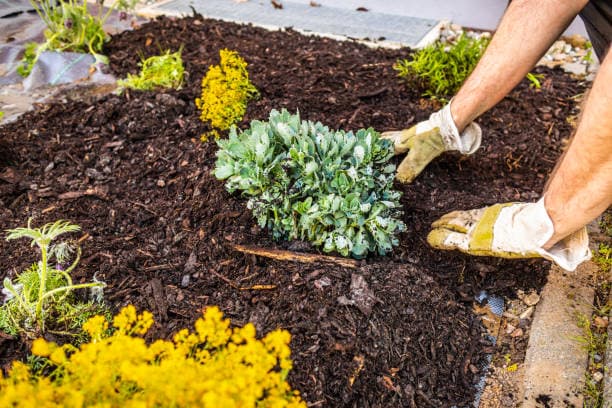 A close-up of a worker planting a shrub in fresh mulch for landscaping A close-up of a worker planting a shrub in fresh mulch for landscaping