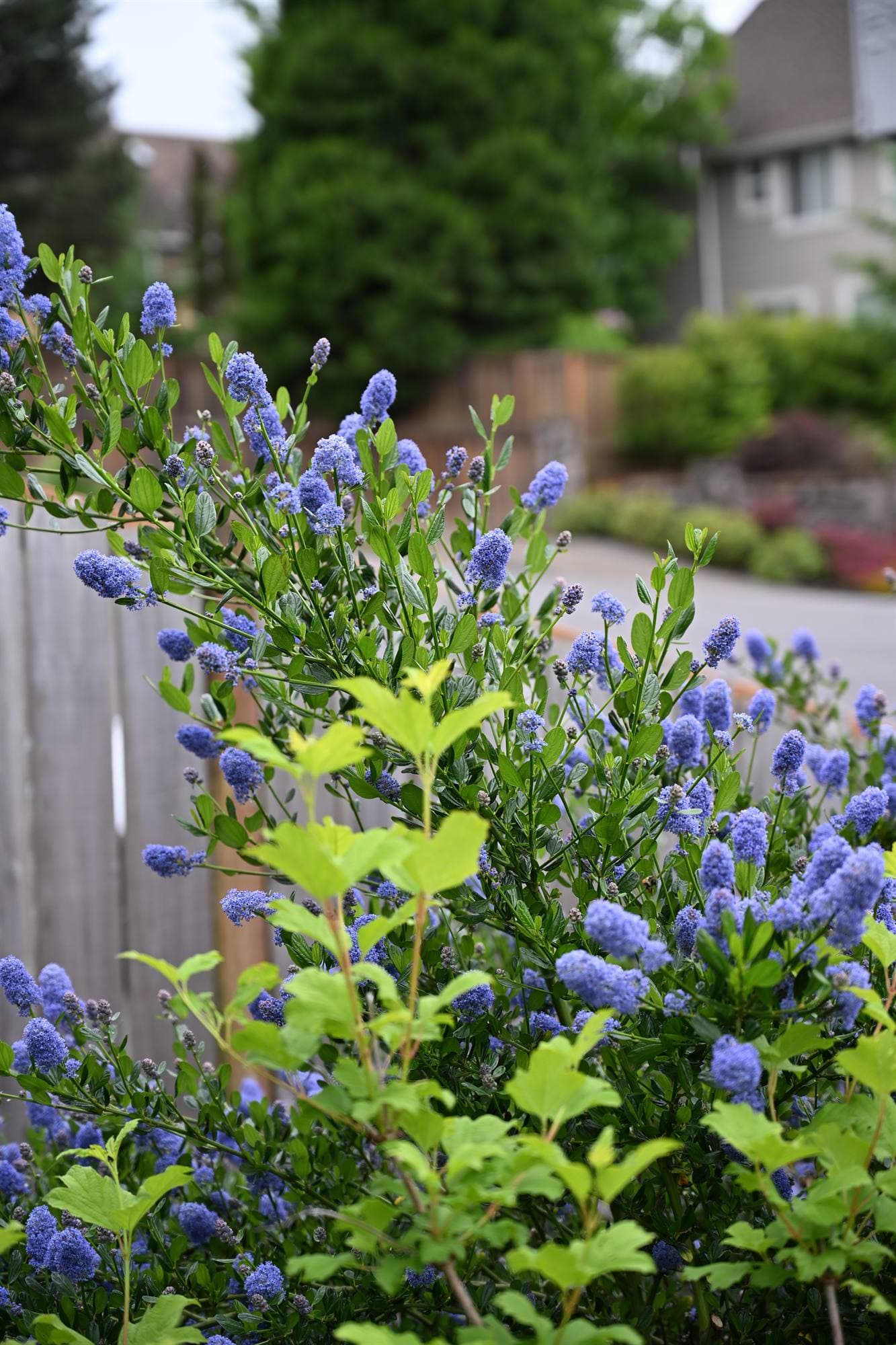 Ceanothus in full blue bloom, a Pacific Northwest native staple
