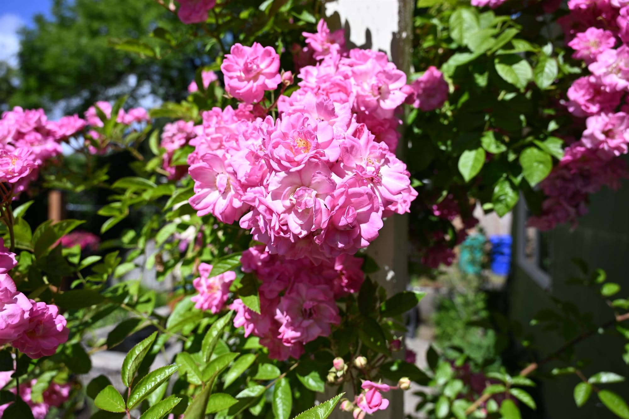 Mixed flowering garden beds showing a layered Pacific Northwest plant palette