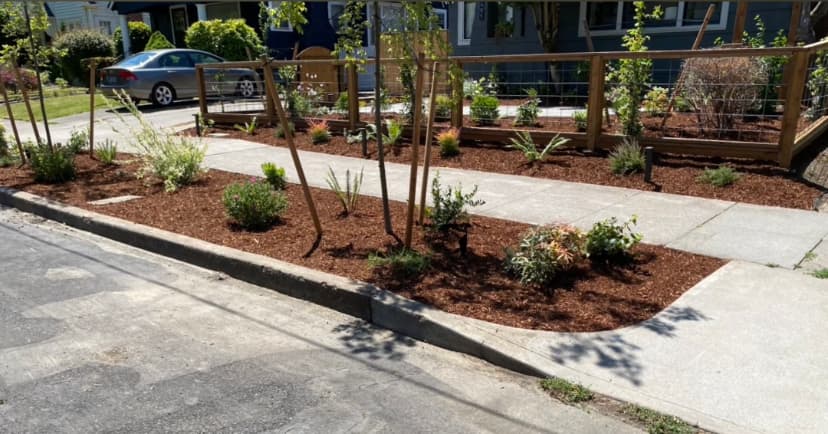 Newly planted shrubs and saplings in dark mulch parkway beds on drip irrigation between concrete walkways