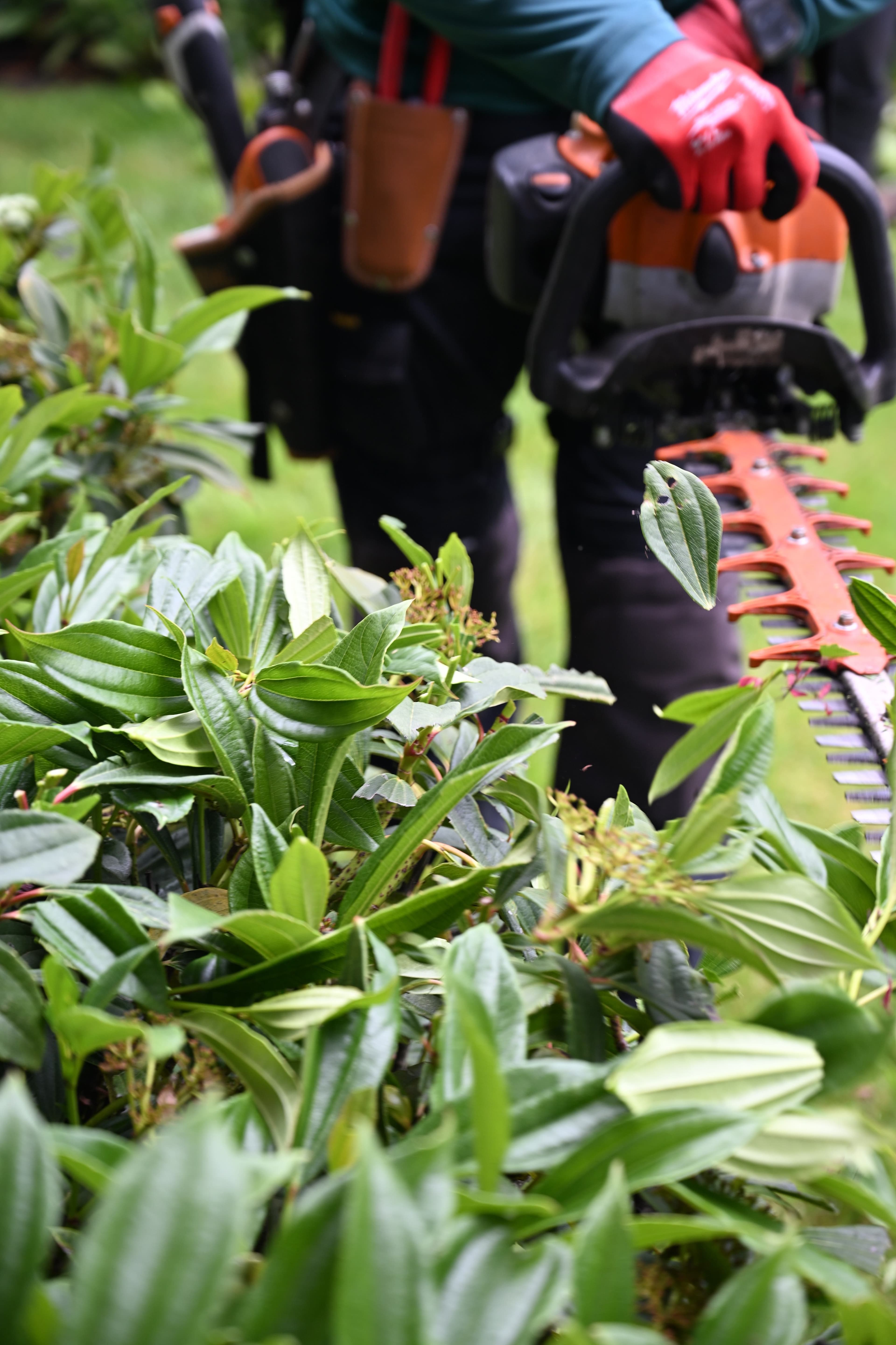 OCL crew member using an orange hedge trimmer to shape lush green shrubs during a routine property visit