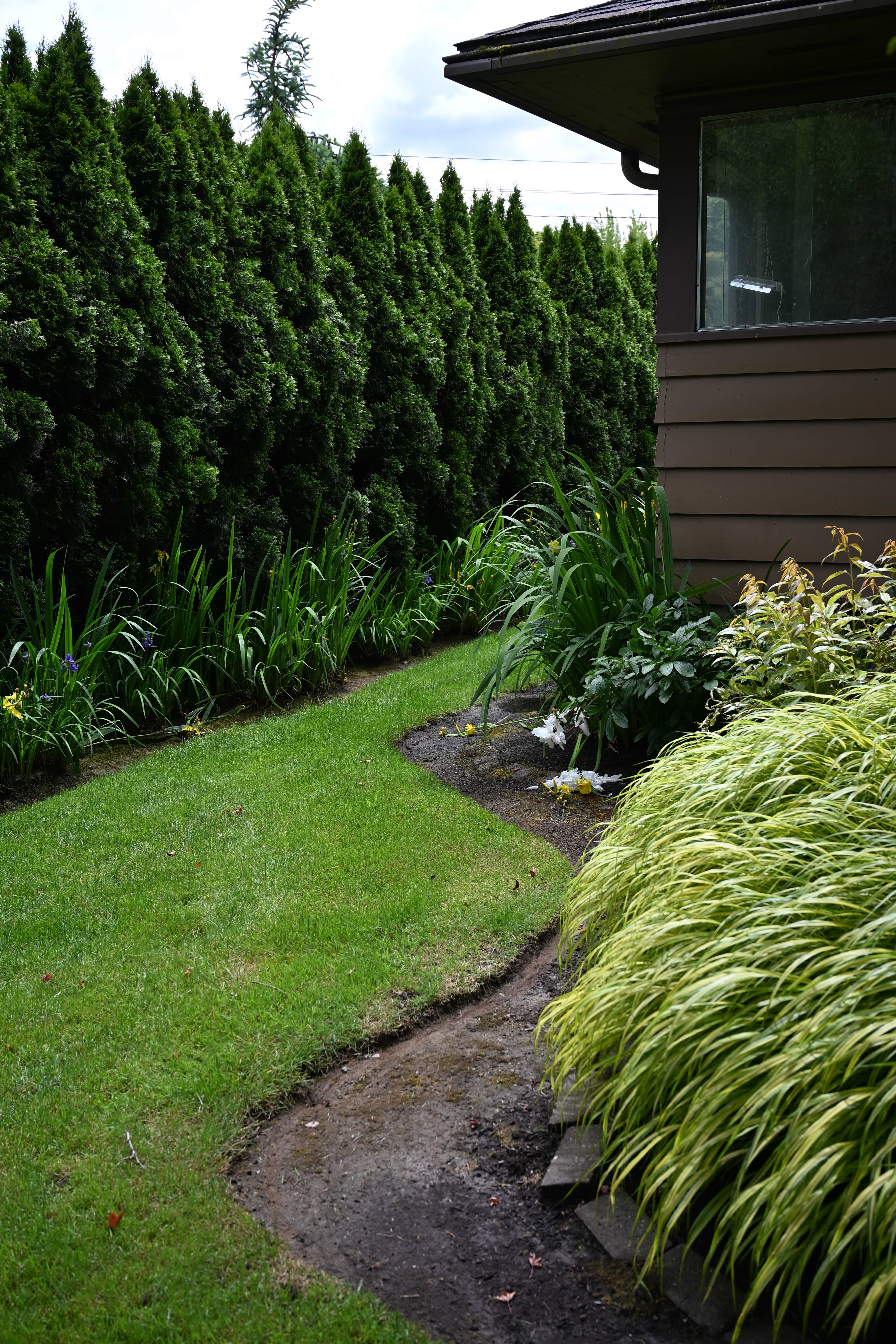 Neatly trimmed arborvitae privacy hedge running along a manicured lawn beside a Portland Metro home