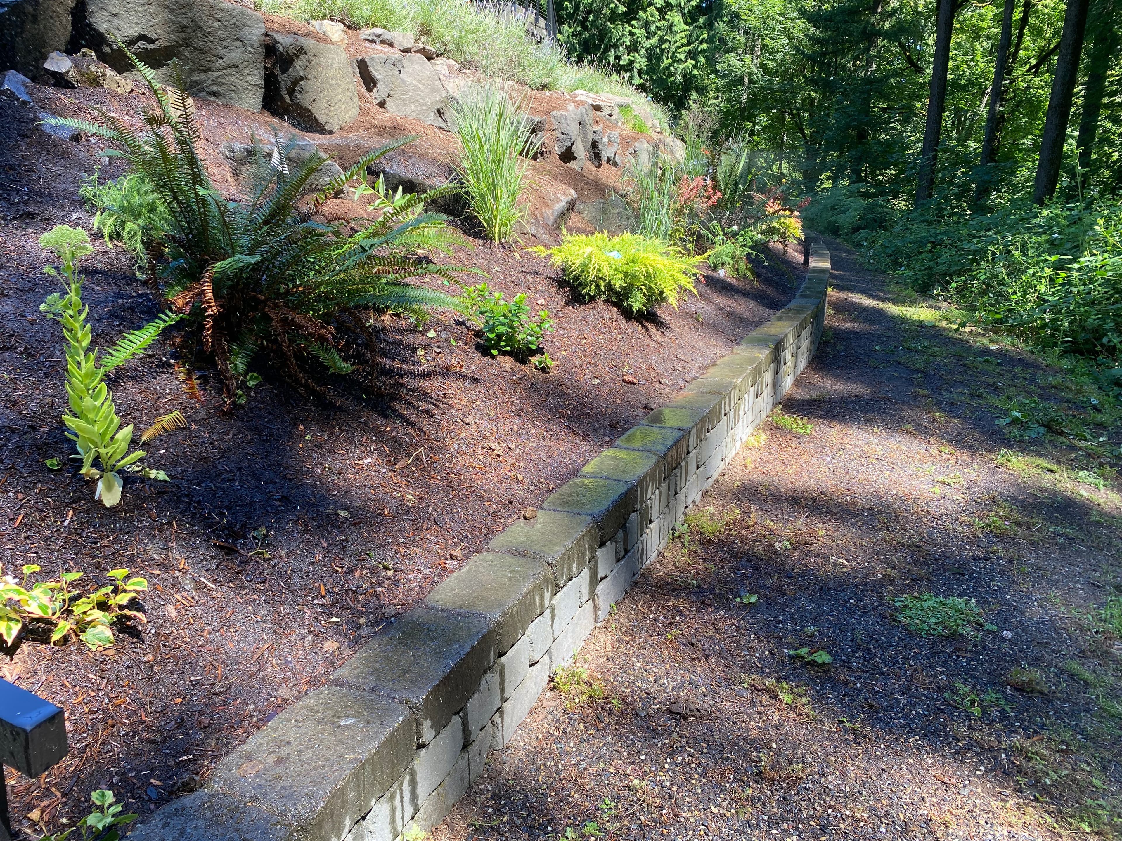 Long curving low segmental-block retaining wall terracing mulched planting beds with ferns and grasses along a wooded hillside