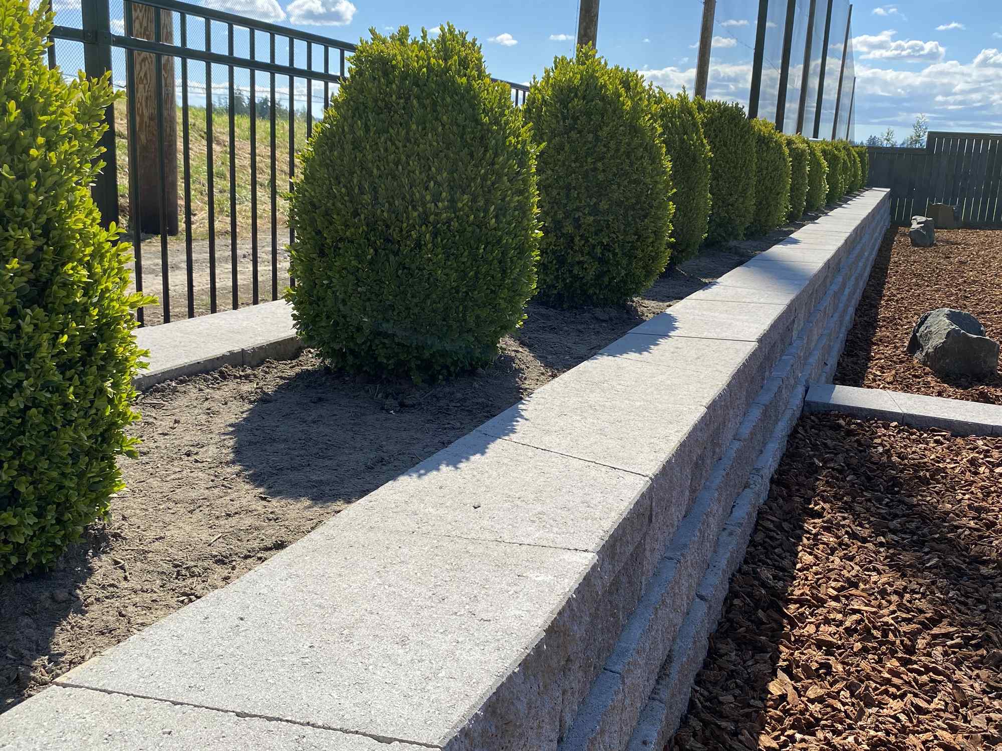 Sculpted shrub border growing in healthy, amended soil with fresh mulch top-dress