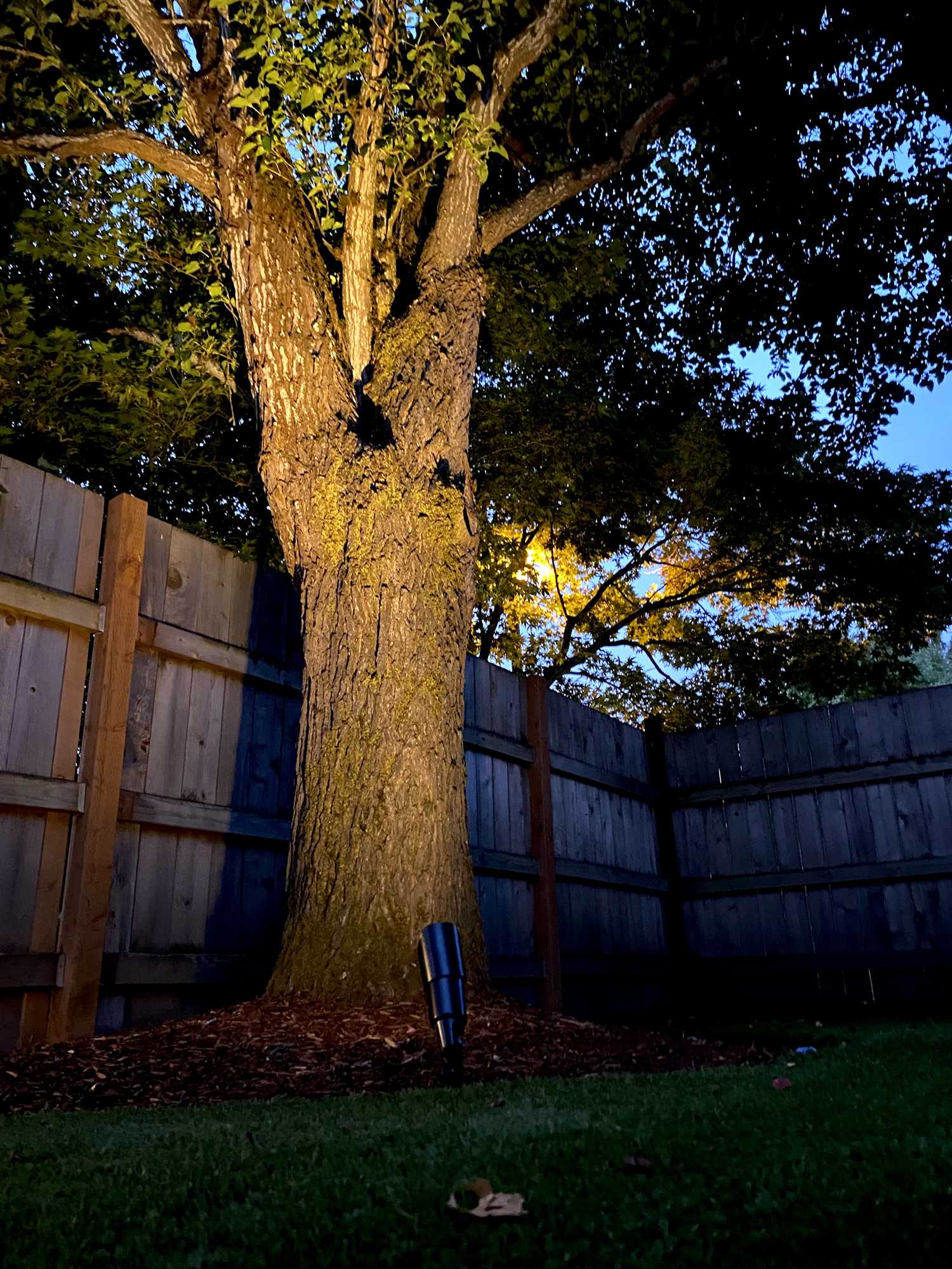 Landscape uplighting washing a mature tree at dusk beside a cedar fence