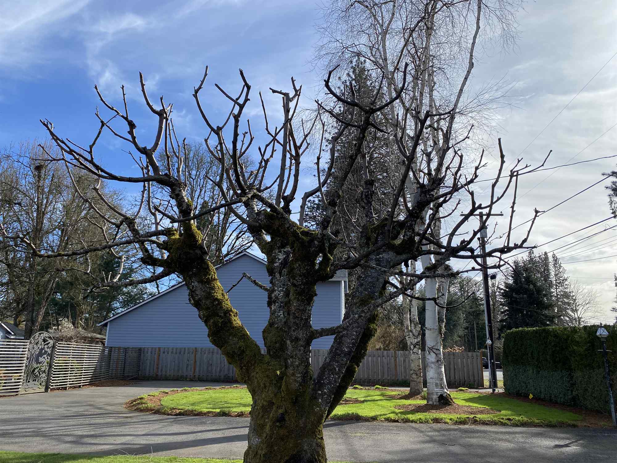 Dormant-season structural pruning on a mature tree before winter