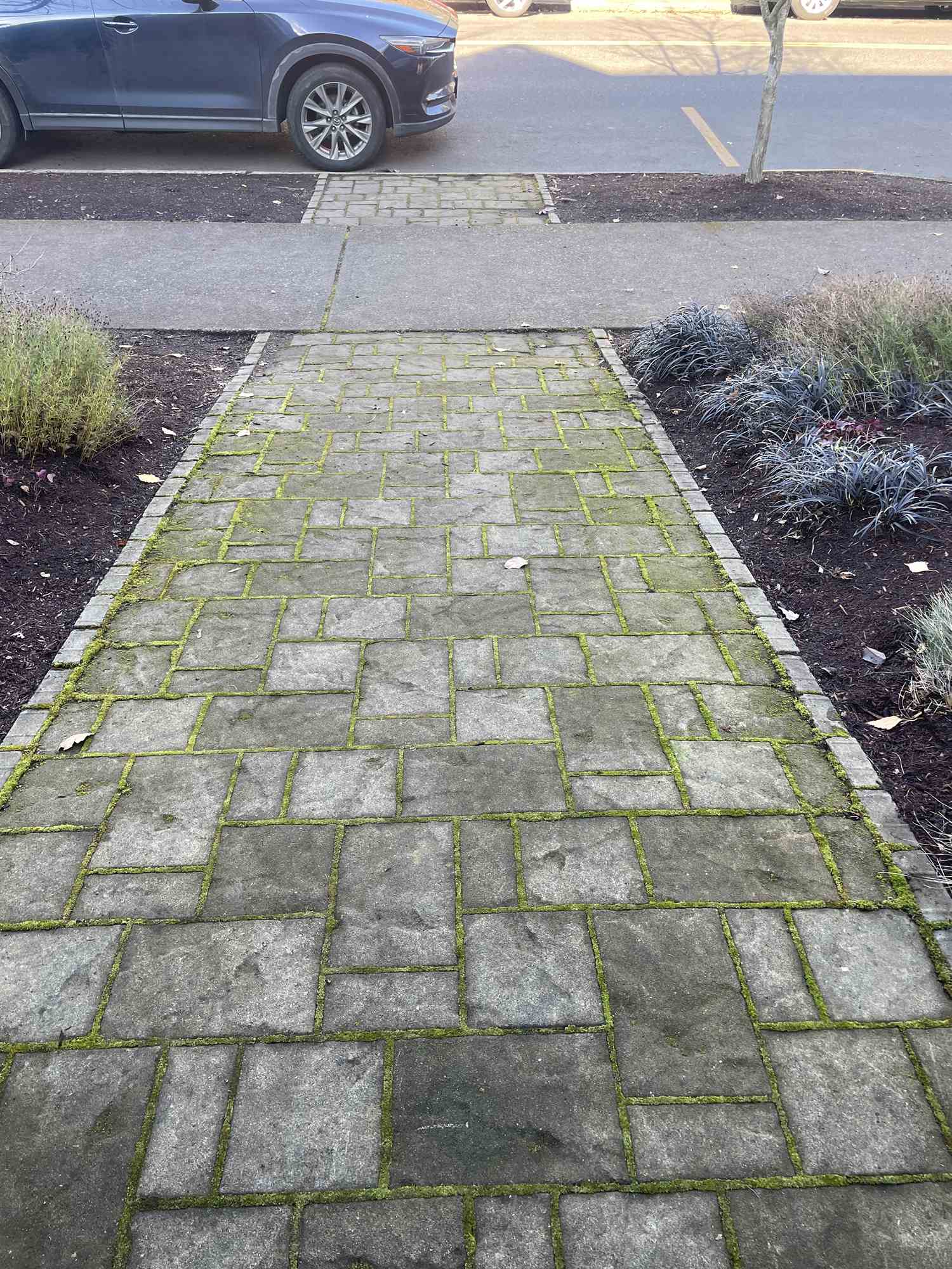 Paver Walkway Clean & Restore · Portland Metro, before